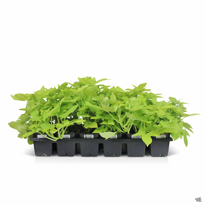 1766-sweet-potato-vine-6.webp Sweet Potato Vine