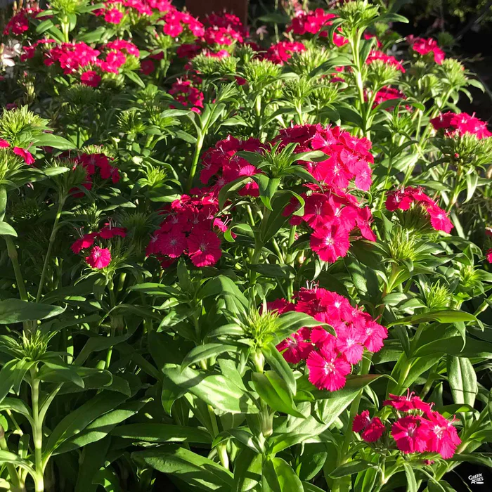 1773-annual-dianthus-1.webp Annual Dianthus