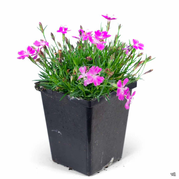 1773-annual-dianthus-10.webp Annual Dianthus
