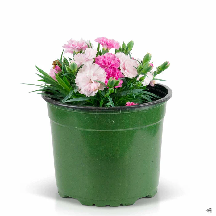 1773-annual-dianthus-11.webp Annual Dianthus
