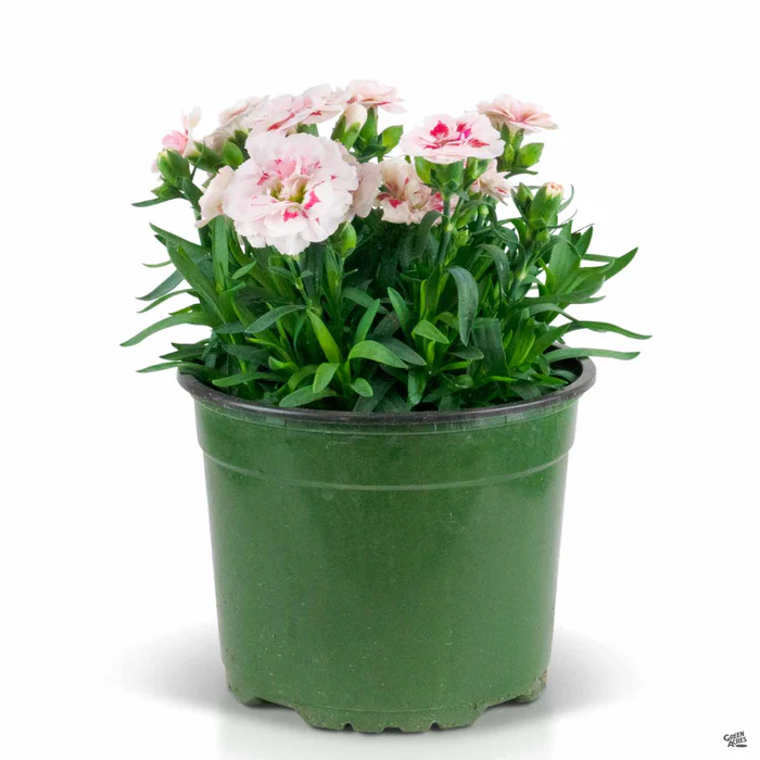 1773-annual-dianthus-12.webp Annual Dianthus