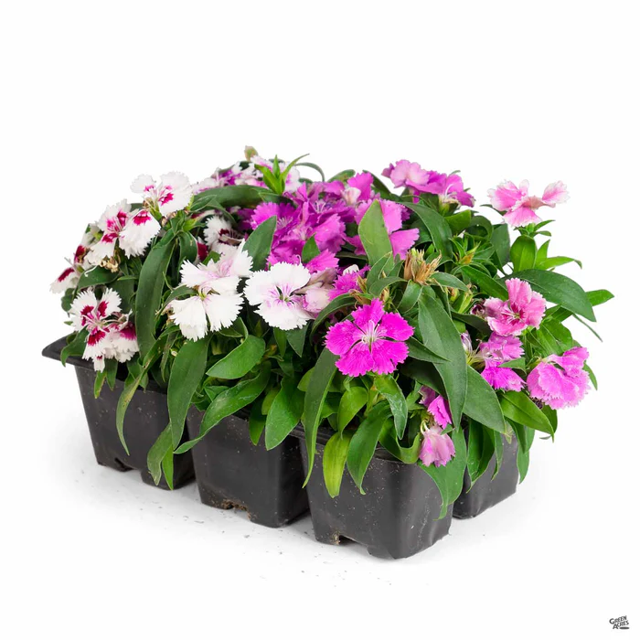 1773-annual-dianthus-2.webp Annual Dianthus