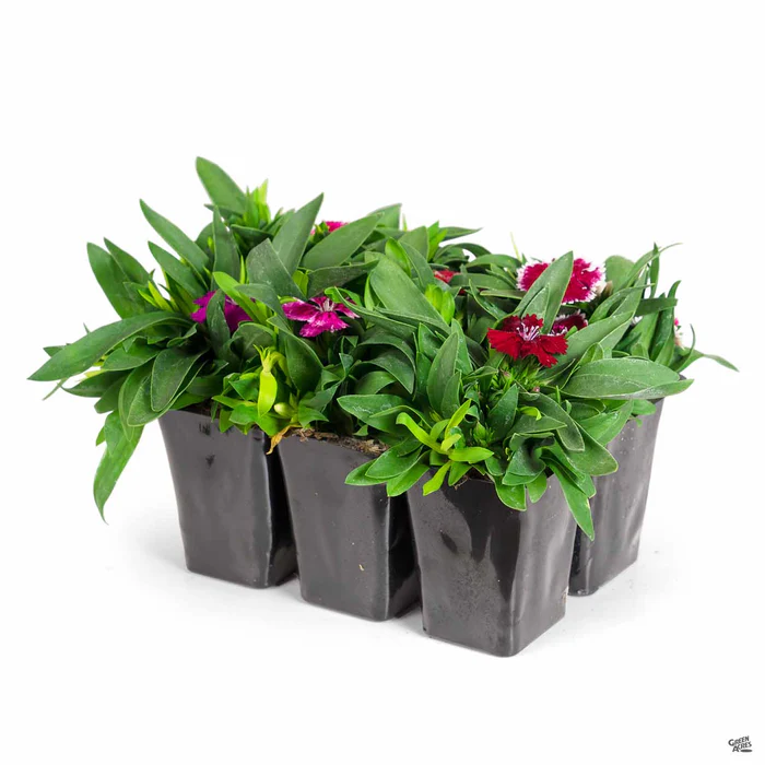 1773-annual-dianthus-3.webp Annual Dianthus