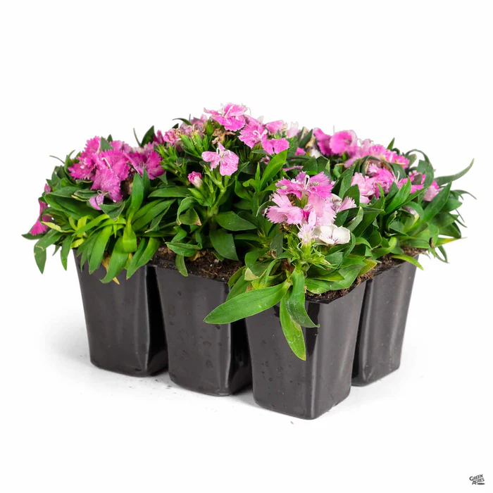 1773-annual-dianthus-4.webp Annual Dianthus