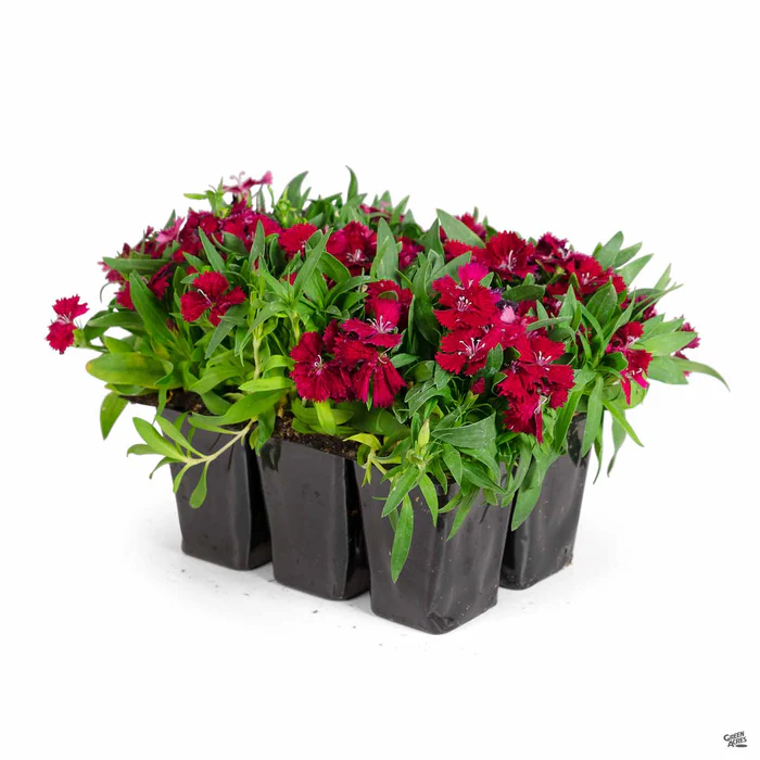 1773-annual-dianthus-5.webp Annual Dianthus