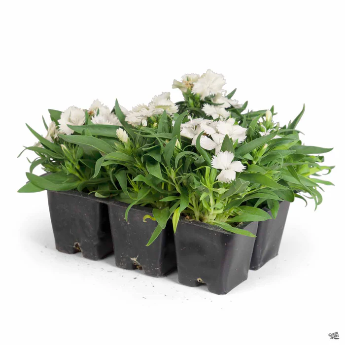 1773-annual-dianthus-6.webp Annual Dianthus