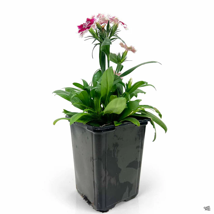 1773-annual-dianthus-7.webp Annual Dianthus