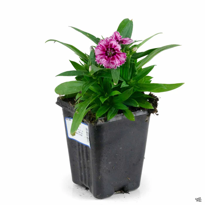 1773-annual-dianthus-8.webp Annual Dianthus