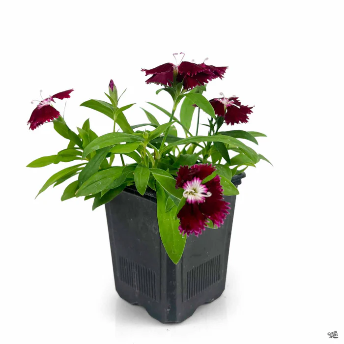 1773-annual-dianthus-9.webp Annual Dianthus