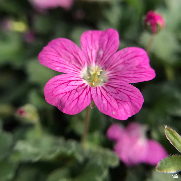 Cranesbill 'Bishops Form'