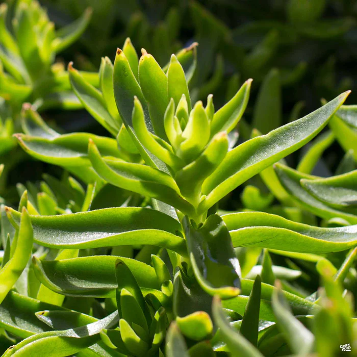 Campfire Crassula