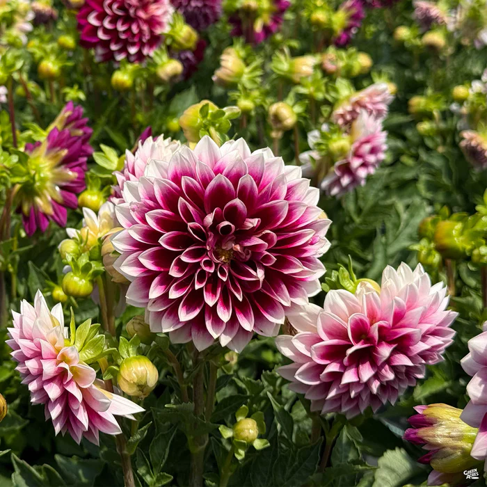 Dahlia
