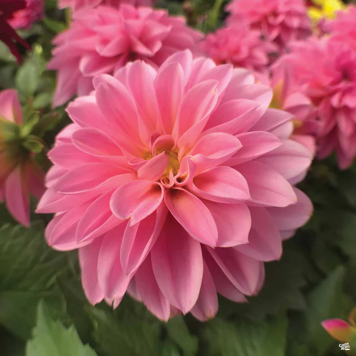 Dahlia