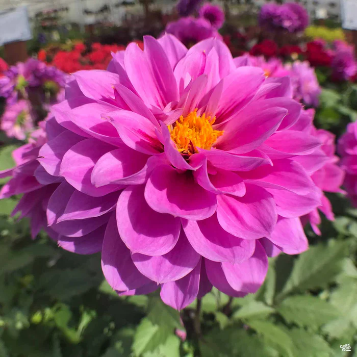 Dahlia