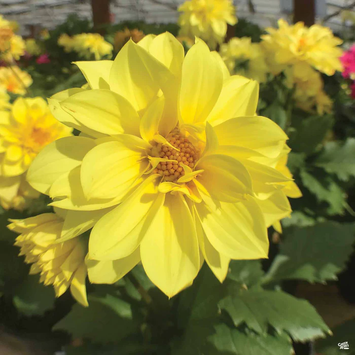 Dahlia