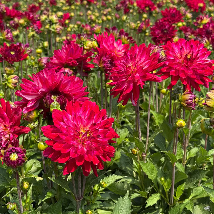 Dahlia