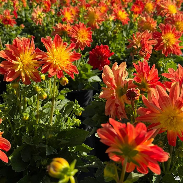 Dahlia