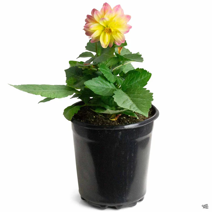 Dahlia