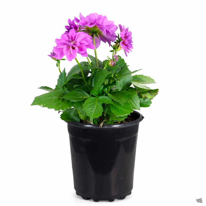 Dahlia