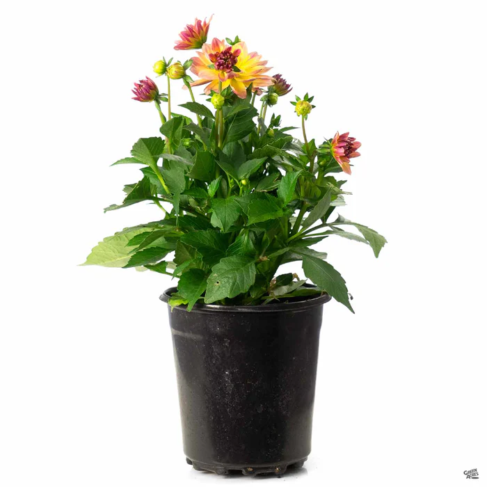 Dahlia