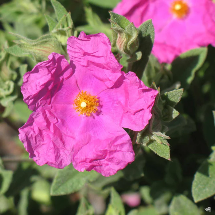 Rockrose ‘Sunset’