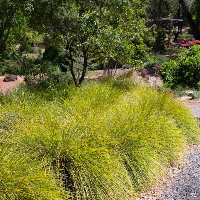Lomandra Mat Rush Breeze
