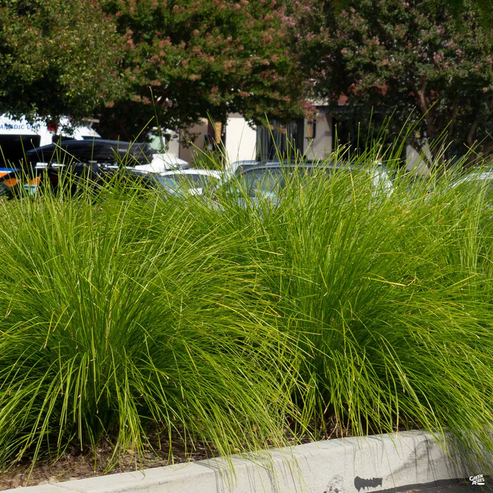Lomandra Mat Rush Breeze