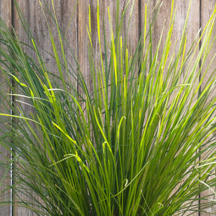 Lomandra Mat Rush Breeze