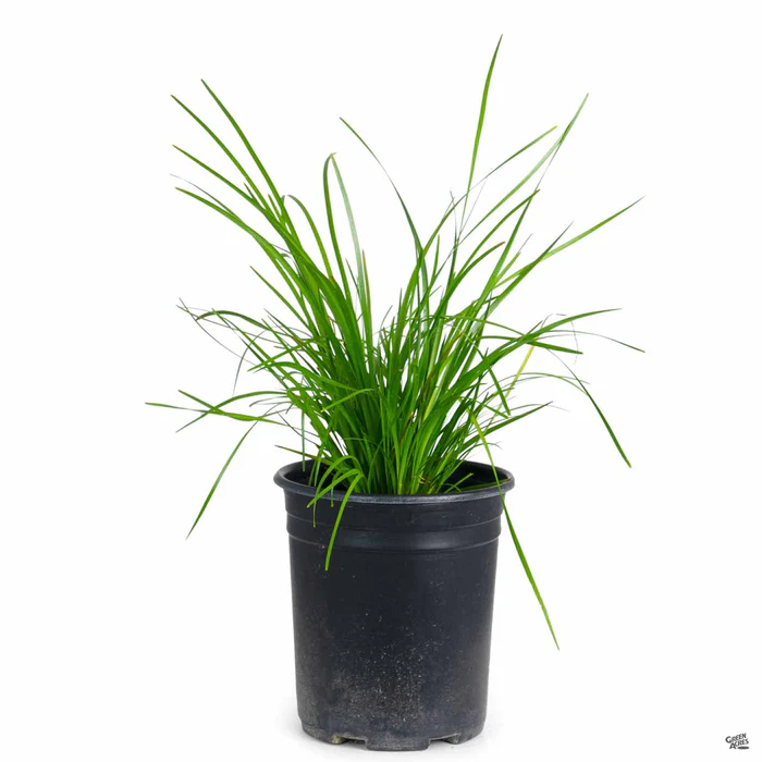 Lomandra Mat Rush Breeze