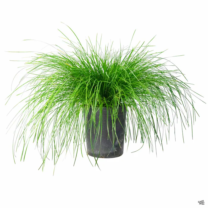 Lomandra Mat Rush Breeze