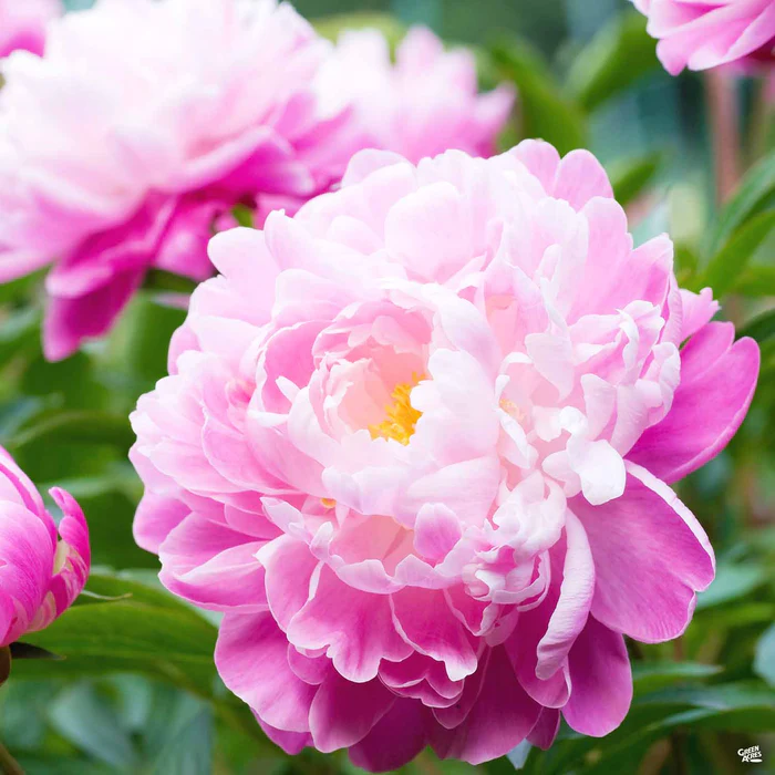 Peony Hybrids | Monrovia