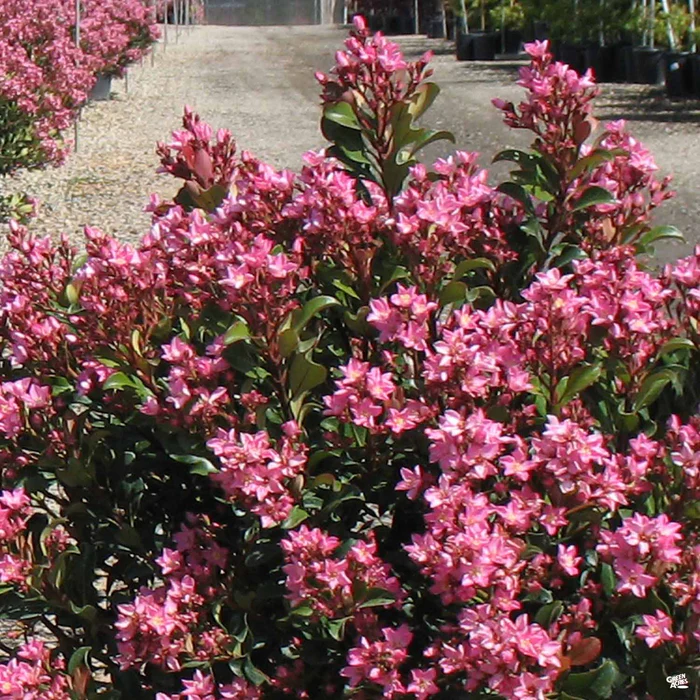 Indian Hawthorn 'Pink Dancer'
