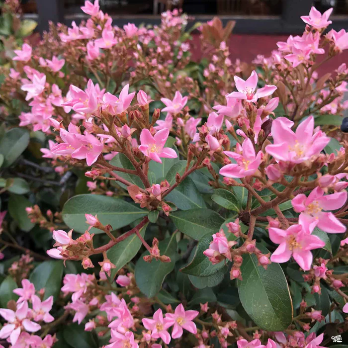 Indian Hawthorn 'Pink Dancer'