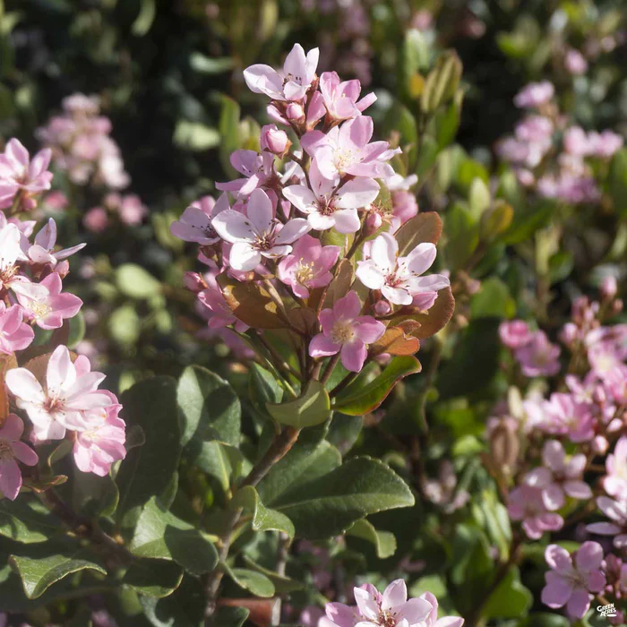 Indian Hawthorn 'Pink Dancer'