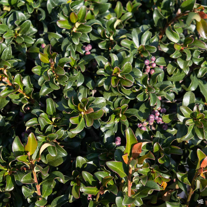 Indian Hawthorn 'Pink Dancer'