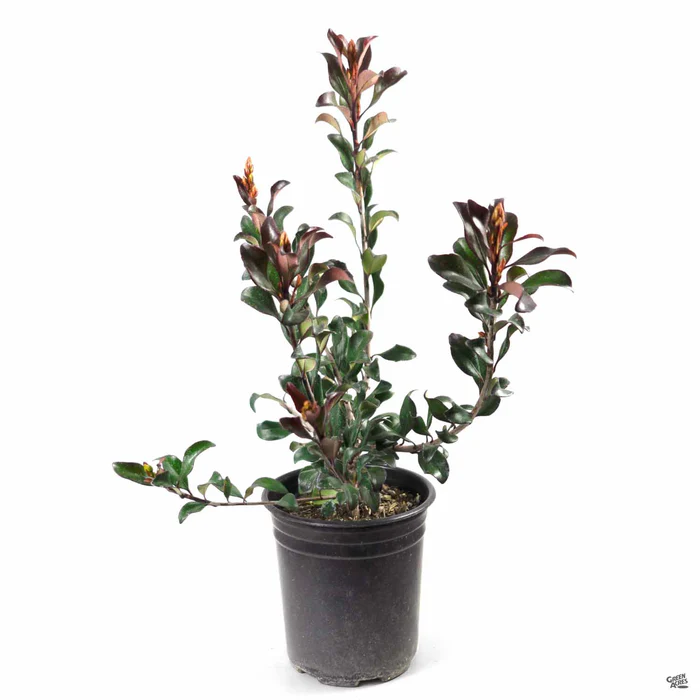 Indian Hawthorn 'Pink Dancer'