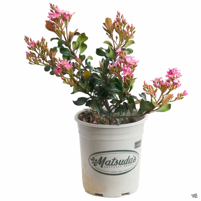 Indian Hawthorn 'Pink Dancer'