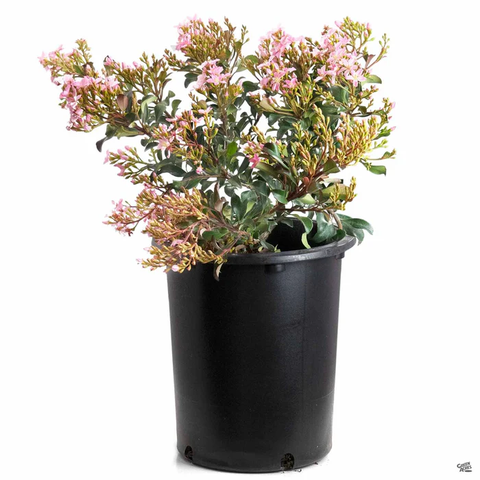 Indian Hawthorn 'Pink Dancer'