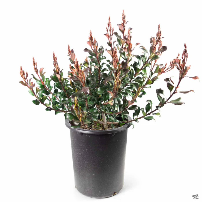 Indian Hawthorn 'Pink Dancer'