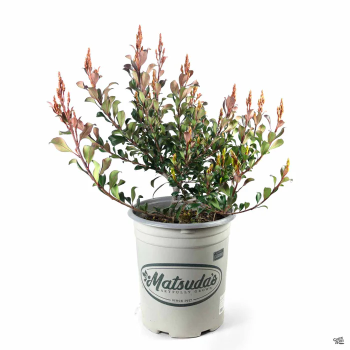 Indian Hawthorn 'Pink Dancer'