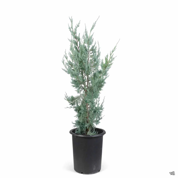 Juniper 'Wichita Blue'