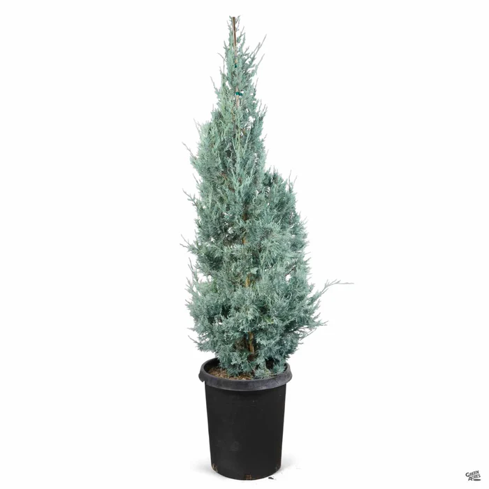 Juniper 'Wichita Blue'