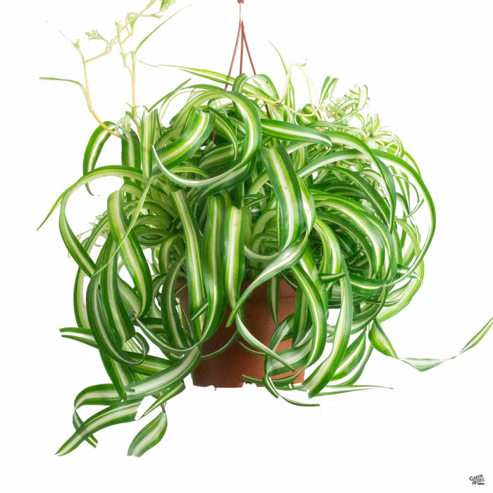 1806-variegated-bonnie-spider-plant-1.webp Variegated Bonnie Spider Plant