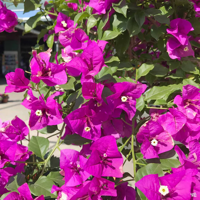 1807-bougainvillea-staked-2.webp Bougainvillea Staked