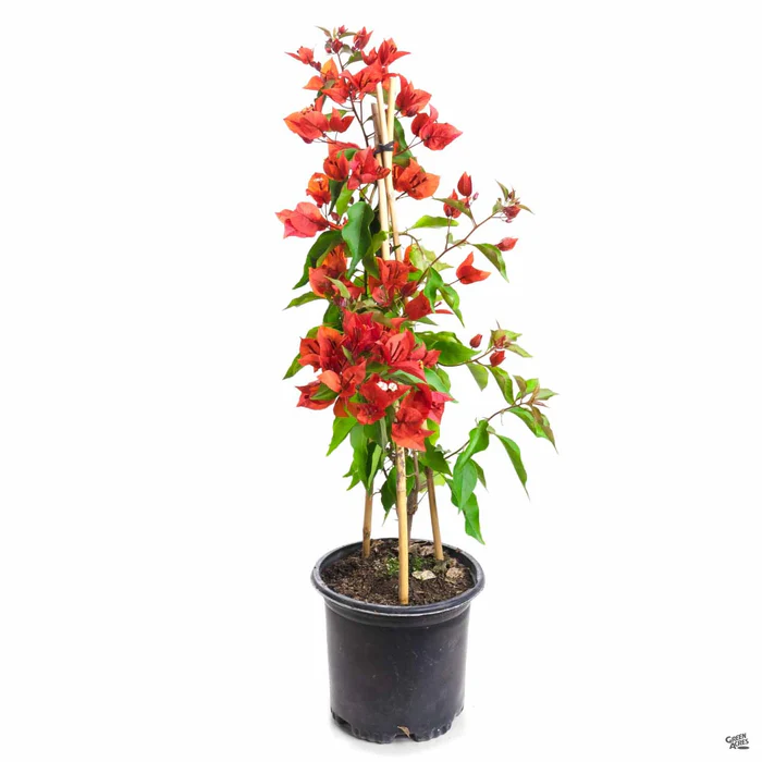 1807-bougainvillea-staked-3.webp Bougainvillea Staked