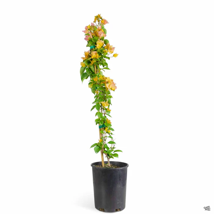 1807-bougainvillea-staked-4.webp Bougainvillea Staked