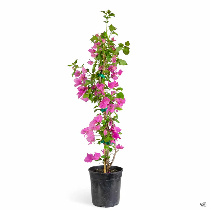 1807-bougainvillea-staked-5.webp Bougainvillea Staked