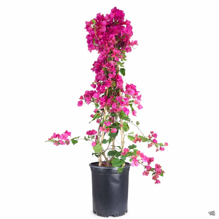 1807-bougainvillea-staked-6.webp Bougainvillea Staked