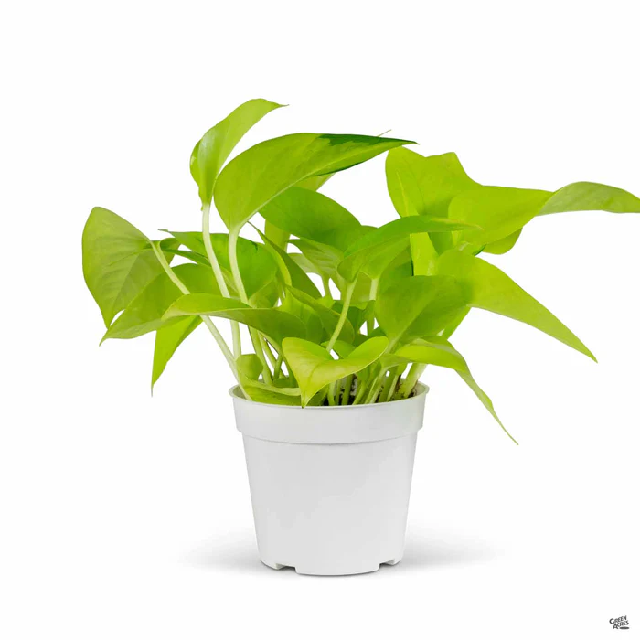 Pothos 'Neon'