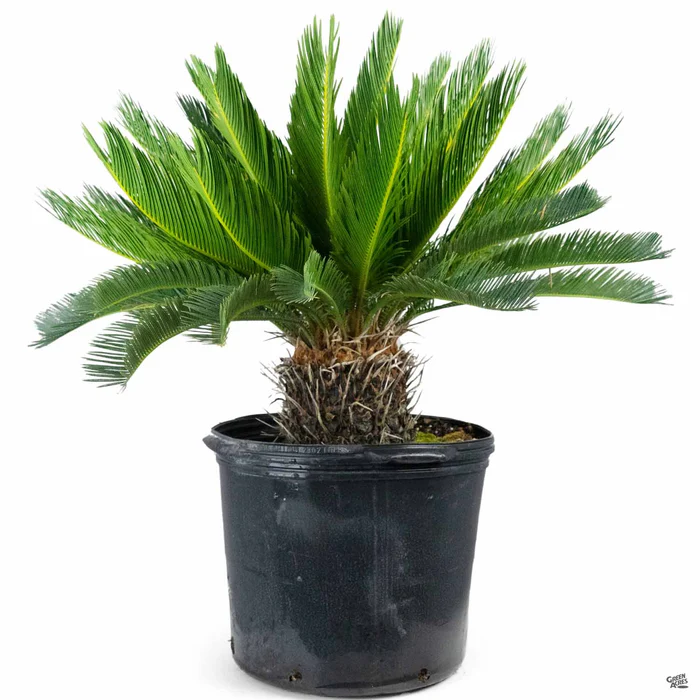 Sago Palm